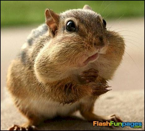 Cute Fat Hamsters | Ecards for Facebook