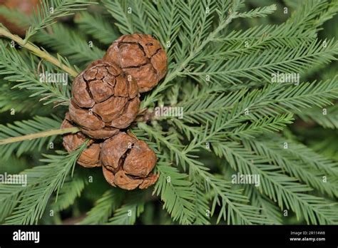 Bald Cypress (Taxodium distichum) isolated leaves and cone seed pods in ...