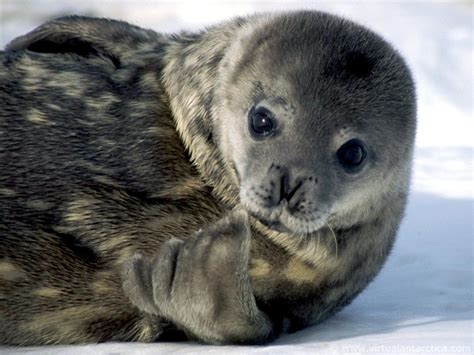 Weddell Seal – "OCEAN TREASURES" Memorial Library