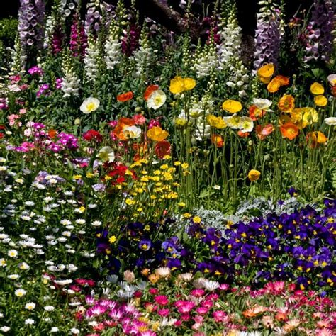 Cottage Garden Flower Mix | Australian Seed