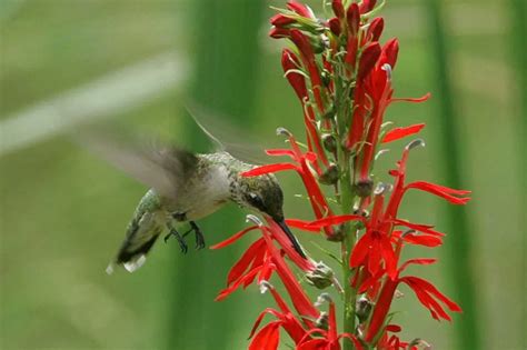 Flowers That Attract Hummingbirds