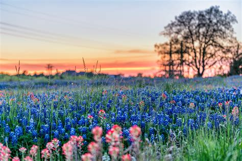 Picture of the Week: Texas Bluebonnets | Andy's Travel Blog