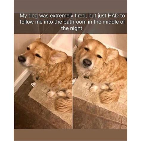 The 10 Funniest Dog Memes Of All Time