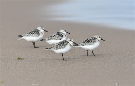 Sanderlings Kinnaber 11 9 2023 3a | Alex M Shepherd | Flickr