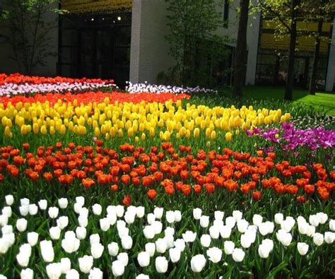 Tulips Garden Wallpaper - Download to your mobile from PHONEKY