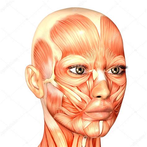 Female Human Face Anatomy — Stock Photo © Chastity #9162286