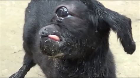 CYCLOPS GOAT FROM INDIA - YouTube