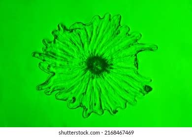 Trichome Olive Leaf Under Microscope Stock Photo 2168467469 | Shutterstock