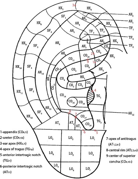 Ear Acupuncture Diagram - Akupunktur Di Surabaya