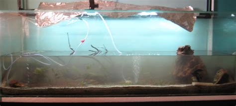 My Fresh Water Aquarium - Natural Planted Tank (Walstad Method ...