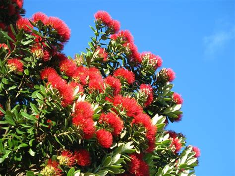 New Zealand Christmas tree stock photo. Image of south - 19169502