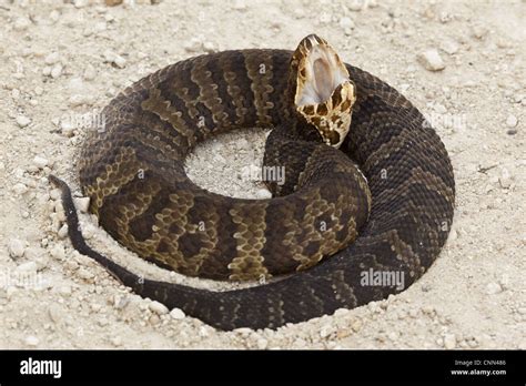 Florida cottonmouth snake hi-res stock photography and images - Alamy