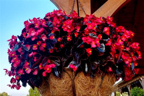 The 3 Best Hanging Basket Plants To Grow For Big Flower Power!