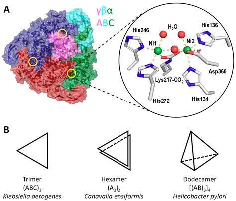 Inorganics | Free Full-Text | The Maturation Pathway of Nickel Urease