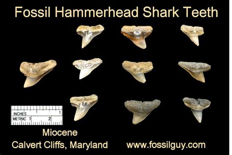 Fossil Shark Tooth Identification for Calvert Cliffs of Maryland ...