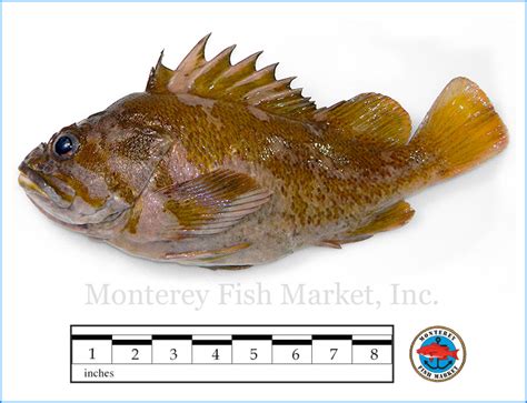 Gopher Rockfish - Monterey Fish Market Seafood Index — Monterey Fish Market