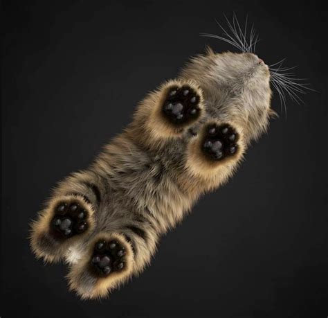 Floating Felines to Fall in Love With – Meowingtons