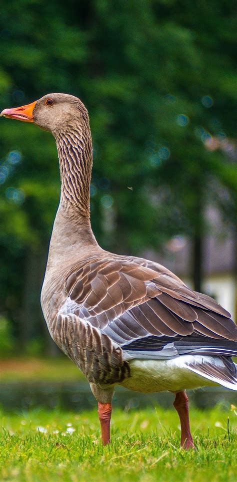 A greylag goose - About Wild Animals