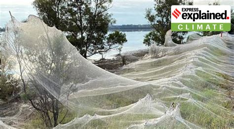 Explained: Why have massive spider webs blanketed a region in Australia? | Explained News - The ...