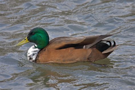 Pintail Mallard Hybrid (drake) | Mallard, Birds, Hybrids