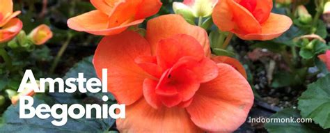 Amstel Begonia - All You Need To Know! - Indoor Monk