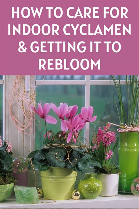 How to Care for Indoor Cyclamen & Getting it to Rebloom - Garden Beds