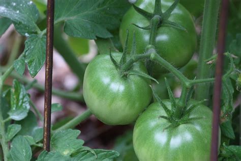 Green Tomatoes Growing On Vine Free Stock Photo - Public Domain Pictures