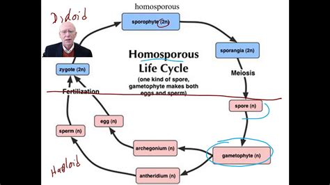 Two types of life cycles - Homosporous and Heterosporous - YouTube