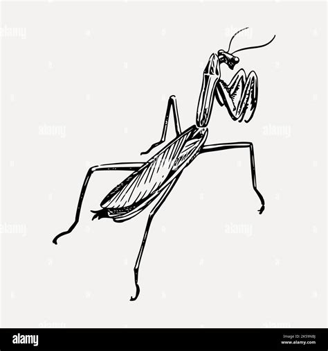 Praying mantis clipart Stock Vector Images - Alamy