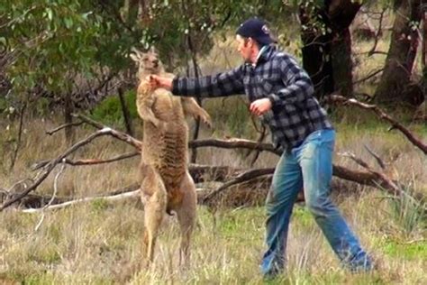 Kangaroo Fighting