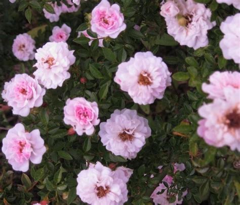 Petite Pink Scotch Rose Landscaping With Roses, Modern Landscaping ...