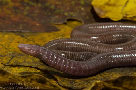 Gymnopis multiplicata (Gymnophiona- caecilian) - a photo on Flickriver