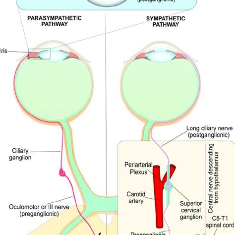 Both parasympathetic and sympathetic nervous systems are required for ...