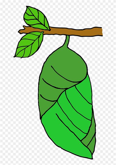 pupa png - Clip Art Library