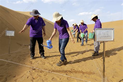 Desertification prevention research - Stock Image - C028/8244 - Science Photo Library