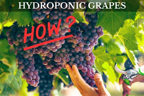 How to Grow Hydroponic Grapes (Ditch the Dirt and Cultivate the Vine) | Your Indoor Herbs and Garden