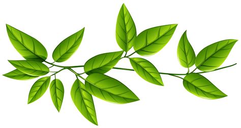 Green Leaves PNG Image | Leaf images, Leaves, Plant leaves