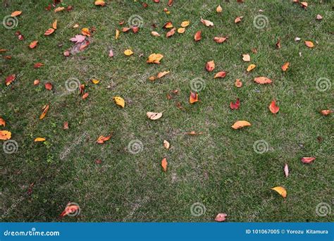 Fall Scenery `fallen Leaves` Stock Image - Image of kanagawa, environment: 101067005