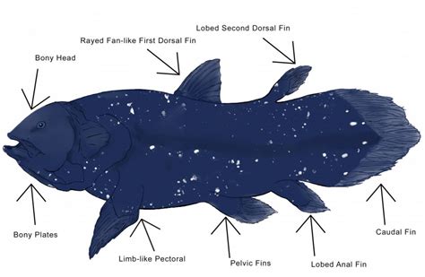 Coelacanth (Latimeria chalumnae & L. menadoensis)