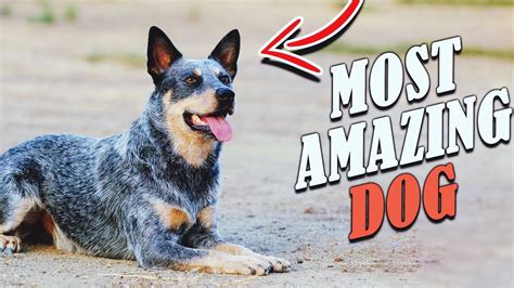 Blue Heeler - 6 Traits that make the Australian Cattle Dog AMAZING - YouTube