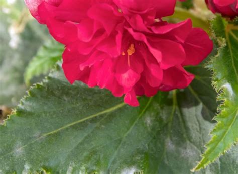 5 Common Begonia Problems & Solutions With Specialist Grower Janeen ...