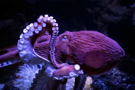 purple octopus - Google Search in 2020 | Octopus facts, Octopus, Giant pacific octopus