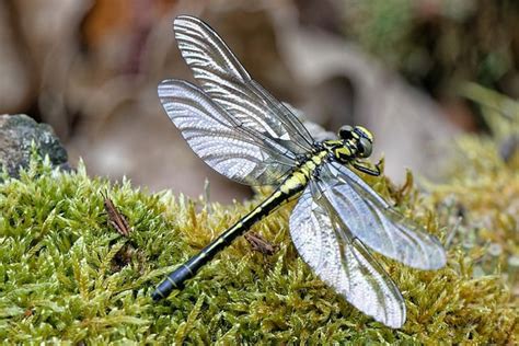 Dragonfly Wings Revolutionize Aircraft Engineering - Industry Tap