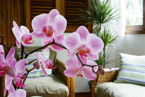 7 Tips to Keep Phalaenopsis Orchids Blooming