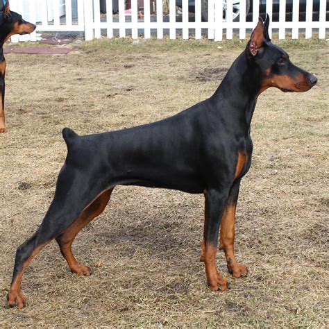 Storm striking a pose 🌪⚡️ Rottweiler Training, Rottweiler Funny ...