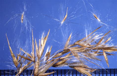 Phragmites Australis Seeds