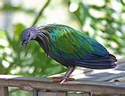 Pictures and information on Nicobar Pigeon