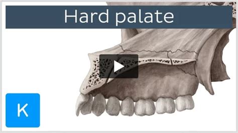 Hard Palate Diagram