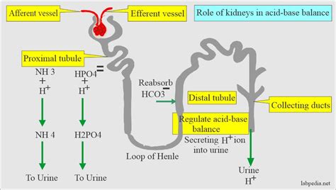 Acid-base Balance:- Part 1 - Introduction to the Acid-Base Balance - Labpedia.net