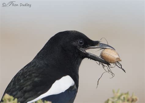 Magpie With A Praying Mantis Egg Case (and an ingenious food strategy) « Feathered Photography